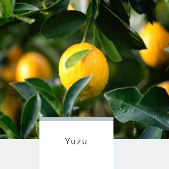 APPLE BLOSSOM | Body Wash Infused Buffer | Spongelle | Brand New in Box - Picture 9 of 9